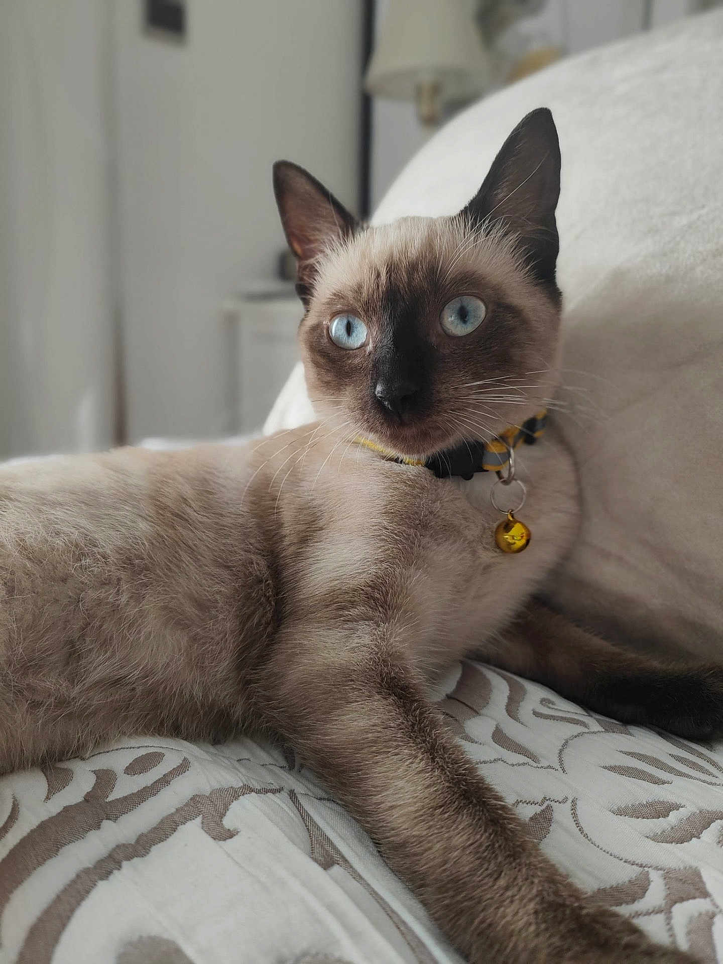 Tina a rejoint le concours — aidez-le/la à gagner de superbes lots ! cat, siamese, blue_eyes, pet, indoor, bedspread, feline, animal, collar, bell, relaxed, looking, whiskers, ears, fur, muzzle, pillow, home, resting, closeup