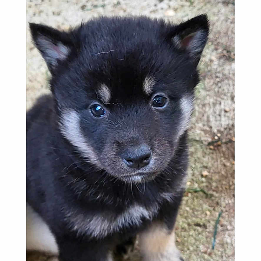 Huky participe au concours pour gagner de l'argent avec cette photo : animal, canine, dog, eskimodog, germanshepherd, husky, pet, puppy, rock, snout, whitedog