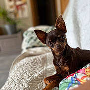 Viktoriya a rejoint le concours — aidez-le/la à gagner de superbes lots ! dog, small_dog, pet, brown_dog, alert, ears_up, quilt, blanket, indoor, home, furniture, couch, cozy, relaxed, portrait, animal, companion, cute, looking_at_camera, soft_lighting