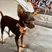 Viktoriya participe au concours pour gagner de l'argent avec cette photo : alert, animal, bow, brown_dog, canine, couch, curious, decor, dog, domestic_animal, ear, furniture, home, indoor, living_room, paw, pet, small_dog, standing, tablecloth