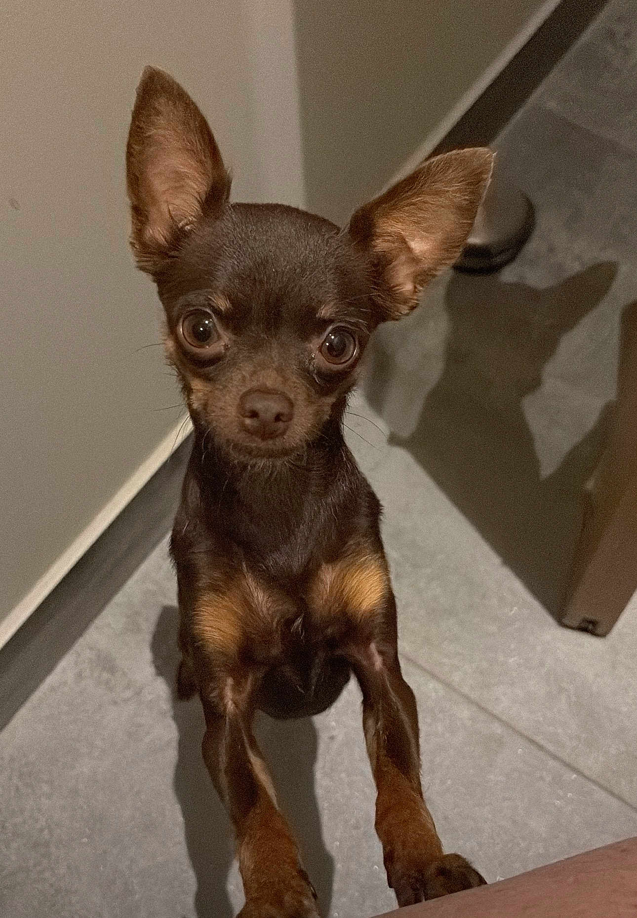 Viktoriya participe au concours pour gagner de l'argent avec cette photo : dog, small_dog, brown_dog, tan_markings, ears, wide_eyes, curious, standing, indoor, floor, shadow, pet, canine, looking_up, close_up, animal, companion, cute, attention, tile_floor