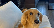 Sunny is registered to the contest to win money with this photo: dog, golden_retriever, pet, animal, portrait, sitting, couch, sofa, living_room, indoor, home, white_cushion, golden_fur, floppy_ears, brown_eyes, black_nose, wood_floor, window, furniture, photography