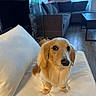 dog, golden_retriever, pet, animal, portrait, sitting, couch, sofa, living_room, indoor, home, white_cushion, golden_fur, floppy_ears, brown_eyes, black_nose, wood_floor, window, furniture, photography