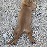 Sunny is registered to the contest to win money with this photo: dog, puppy, canine, brown_fur, long_body, floppy_ears, outdoor, gravel, ground, lying_down, side_profile, looking_back, tail, legs, paws, animal, pet, portrait, nature, playful