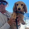dog, puppy, golden, fluffy, long_ears, brown_fur, blue_harness, leash, person, man, sunglasses, hat, smiling, boat, marine, water, sky, outdoor, portrait, pet