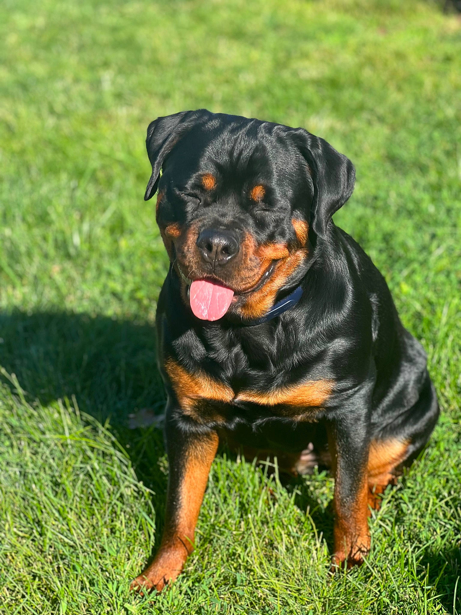 Sophie is registered to the contest to win money with this photo: austrian_black_and_tan_hound, canidae, carlin_pinscher, carnivore, companion_dog, dog, dog_breed, grass, guard_dog, hound, hunting_dog, molosser, plant, puppy, rottweiler, snout, sporting_group, terrestrial_animal, working_animal, working_dog