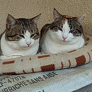 Nina participe au concours pour gagner de l'argent avec cette photo : animal, blanket, cat, cats, companion, cozy, cute, feline, fur, indoor, pair, pattern, pets, relaxed, resting, sleepy, surface, tabby, white, wood