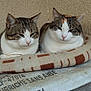 animal, blanket, cat, cats, companion, cozy, cute, feline, fur, indoor, pair, pattern, pets, relaxed, resting, sleepy, surface, tabby, white, wood