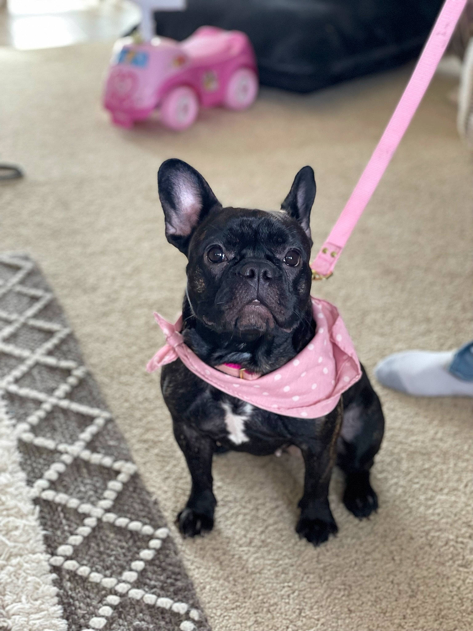 Bianca is registered to the contest to win money with this photo: bulldog, canidae, carnivore, collar, companion_dog, dog, dog_breed, dog_collar, fashion_accessory, fawn, flooring, grass, leash, magenta, pink, purple, snout, sporting_group, toy_dog, working_animal