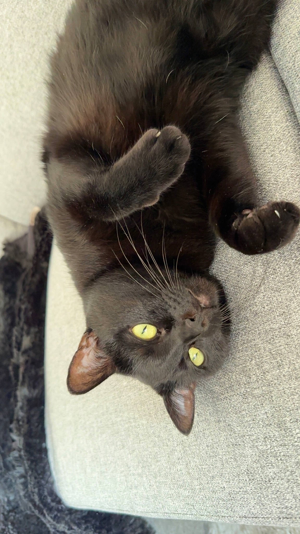 Guess participe au concours pour gagner de l'argent avec cette photo : black_cat, carnivore, cat, claw, comfort, domestic_short_haired_cat, ear, felidae, flooring, foot, fur, gesture, nail, paw, small_to_medium_sized_cats, snout, tail, whiskers