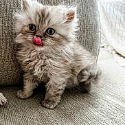 Kolby is registered to the contest to win money with this photo: kitten, cat, fluffy, blue_eyes, licking, cute, pet, feline, young, small, fur, indoor, couch, cozy, texture, animal, whiskers, playful, adorable, curious