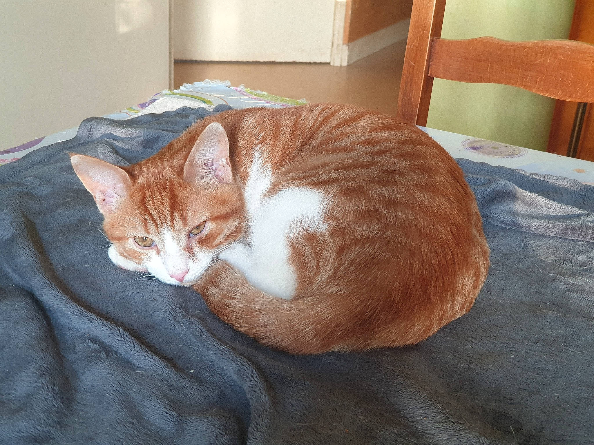 Fripouille participe au concours pour gagner de l'argent avec cette photo : carnivore, cat, cat_supply, comfort, domestic_short_haired_cat, fawn, felidae, flooring, fur, hardwood, mammal, nap, paw, pet_supply, small_to_medium_sized_cats, snout, tail, whiskers, window, wood