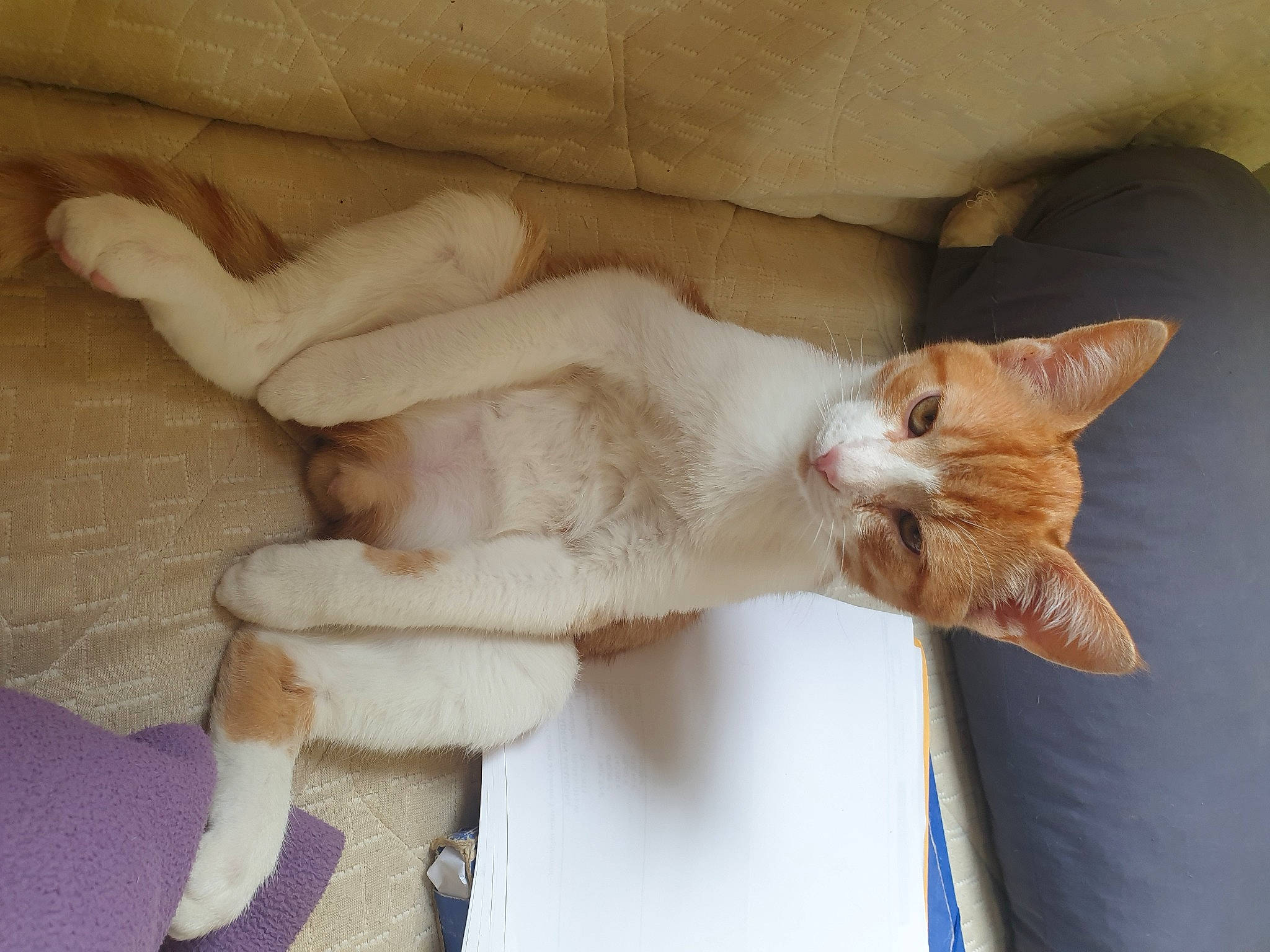 Fripouille a rejoint le concours — aidez-le/la à gagner de superbes lots ! canidae, carnivore, cat, claw, comfort, companion_dog, domestic_short_haired_cat, fawn, felidae, foot, fur, gesture, human_leg, nap, paw, small_to_medium_sized_cats, snout, tail, whiskers, wood