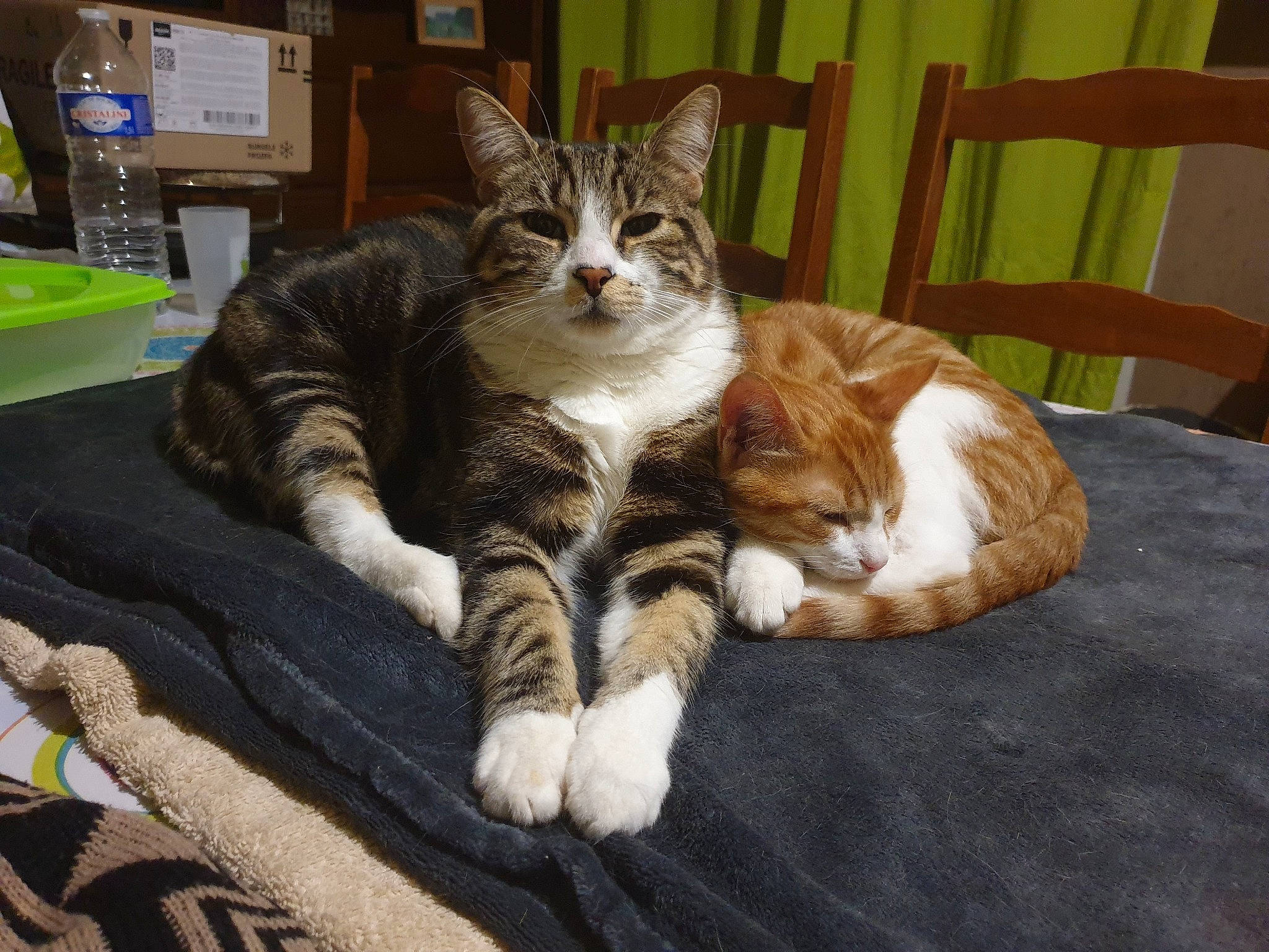 Merlin participe au concours pour gagner de l'argent avec cette photo : carnivore, cat, chair, claw, comfort, domestic_short_haired_cat, felidae, fur, nap, paw, sitting, sleep, small_to_medium_sized_cats, snout, tail, terrestrial_animal, whiskers