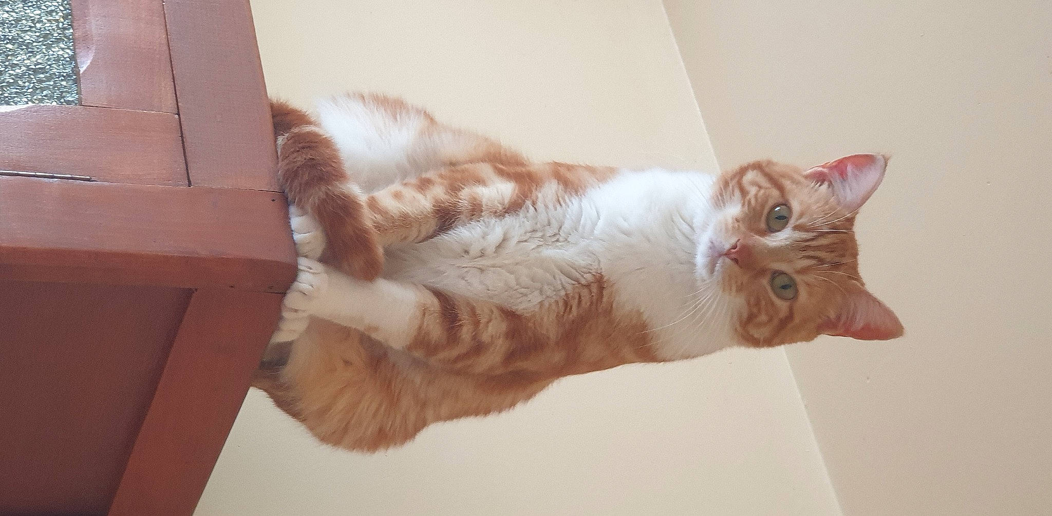 Guizmo a rejoint le concours — aidez-le/la à gagner de superbes lots ! brown, carnivore, cat, claw, domestic_short_haired_cat, ear, fawn, felidae, fur, paw, room, small_to_medium_sized_cats, snout, tail, whiskers, window, wood