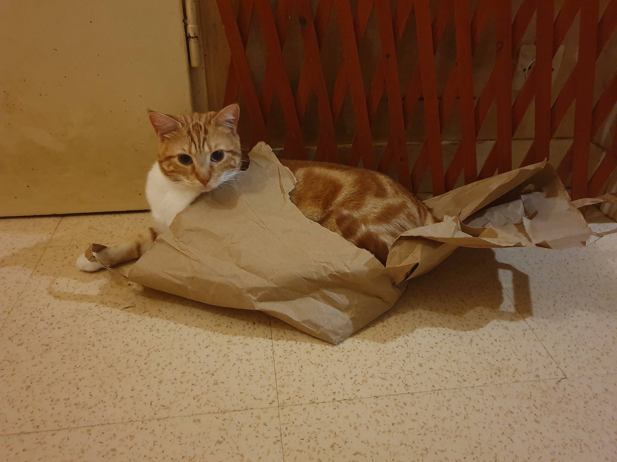 Guizmo a rejoint le concours — aidez-le/la à gagner de superbes lots ! beige, canidae, carnivore, cat, comfort, domestic_short_haired_cat, fawn, felidae, flooring, fur, hardwood, paw, shadow, sitting, small_to_medium_sized_cats, tail, terrestrial_animal, whiskers, wildlife, wood