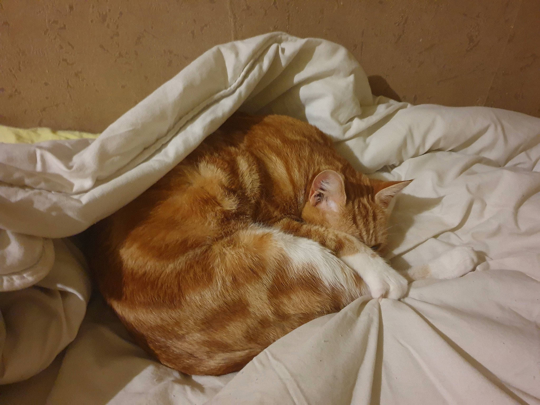 Guizmo a rejoint le concours — aidez-le/la à gagner de superbes lots ! bedding, brown, carnivore, cat, claw, comfort, domestic_short_haired_cat, duvet, fawn, felidae, fur, linens, liver, nap, small_to_medium_sized_cats, snout, tail, textile, whiskers, wood