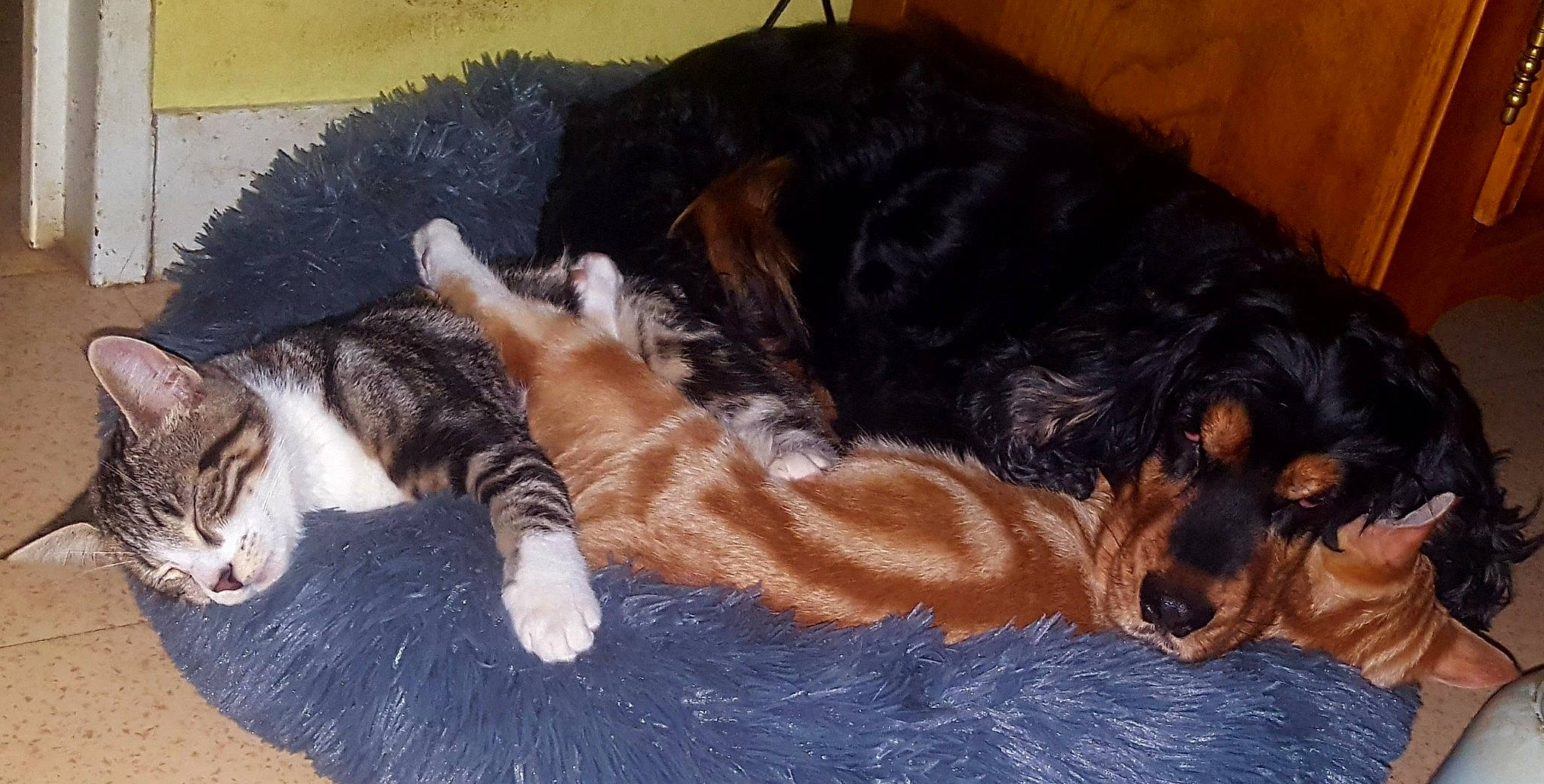 Betty a rejoint le concours — aidez-le/la à gagner de superbes lots ! canidae, carnivore, cat, claw, comfort, companion_dog, dog, dog_breed, domestic_short_haired_cat, fawn, felidae, fur, liver, paw, small_to_medium_sized_cats, snout, sporting_group, tail, vertebrate, whiskers