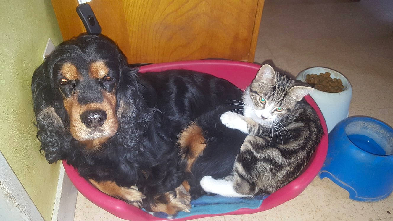 Betty a rejoint le concours — aidez-le/la à gagner de superbes lots ! carnivore, cat, chair, comfort, companion_dog, dog, dog_breed, domestic_short_haired_cat, felidae, fur, paw, small_to_medium_sized_cats, sporting_group, tail, whiskers, working_animal, working_dog