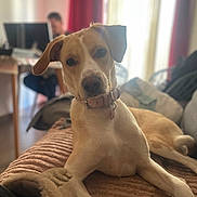 Maybe a rejoint le concours — aidez-le/la à gagner de superbes lots ! animal, architecture, building, canine, computer, computerhardware, couch, dog, electronics, furniture, hound, indoors, interiordesign, laptop, livingroom, pc, pet, puppy, room, screen