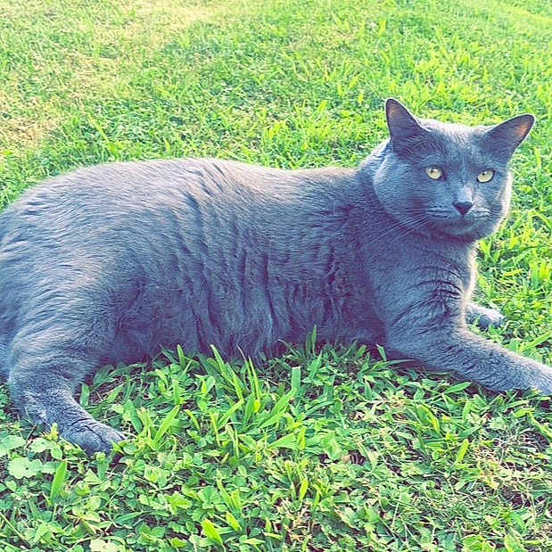 Stella