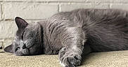 Stella joined the competition — help win amazing prizes! cat, gray_cat, sleeping, resting, feline, pet, fur, closeup, indoors, animal, paw, relaxed, cozy, brick_wall, texture, laying_down, peaceful, cute, whiskers, mammal