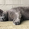 cat, gray_cat, sleeping, resting, feline, pet, fur, closeup, indoors, animal, paw, relaxed, cozy, brick_wall, texture, laying_down, peaceful, cute, whiskers, mammal