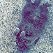Stella joined the competition — help win amazing prizes! cat, gray_cat, fluffy, pet, animal, carpet, indoor, relaxed, lying_down, cute, feline, whiskers, paws, fur, looking_up, home, cozy, domestic_animal, resting, playful