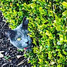 cat, gray_cat, green_bush, yellow_eyes, collar, bell, curious, peek, garden, leaves, outdoor, nature, plants, pet, animal, close_up, face, fur, wildlife, playful