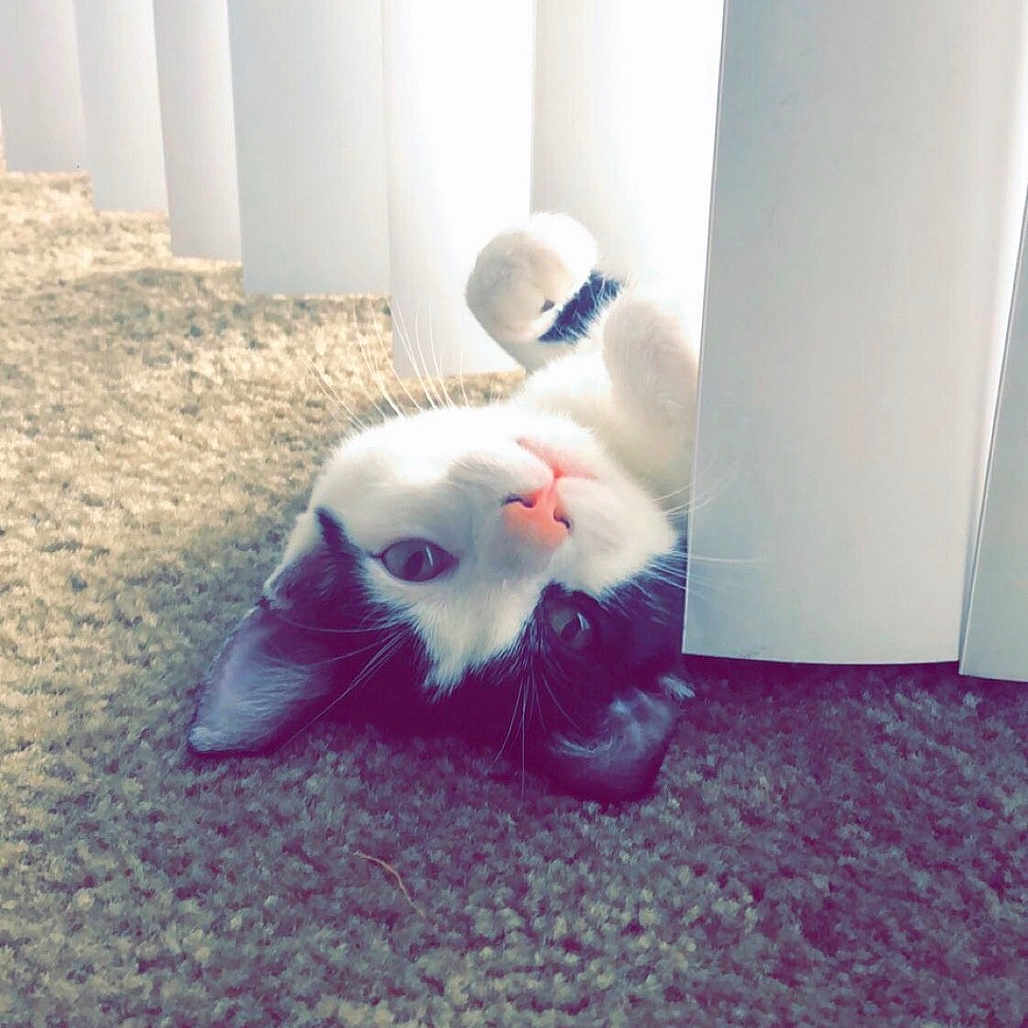 Leo