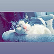 Leo is registered to the contest to win money with this photo: cat, black_and_white, indoor, cushion, relaxed, pet, feline, lying_down, closeup, soft_light, cozy, resting, whiskers, green_eyes, domestic_cat, fur, bed, comfortable, portrait, animal