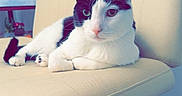Leo is registered to the contest to win money with this photo: animal, black_and_white_cat, books, buddha_statue, calm, carpet, cat, chair, cozy, cute, domestic, furniture, home, indoor, looking, pet, relaxed, resting, seated, shelf