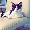Leo is registered to the contest to win money with this photo: cat, black_and_white_cat, chair, indoor, furniture, carpet, shelf, books, buddha_statue, pet, animal, relaxed, seated, looking, cozy, home, calm, domestic, cute, resting
