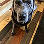 Indi joined the competition — help win amazing prizes! dog, canine, pet, gray_dog, flooring, wood_floor, indoor, animal, mammal, looking, portrait, drool, ears, snout, fur, paw, eyes, household, kitchen, closeup