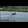 dog, jumping, water, lake, dock, outdoor, animal, black_dog, grass, nature, summer, playful, leap, riverbank, trees, canine, motion, wildlife, park, daytime