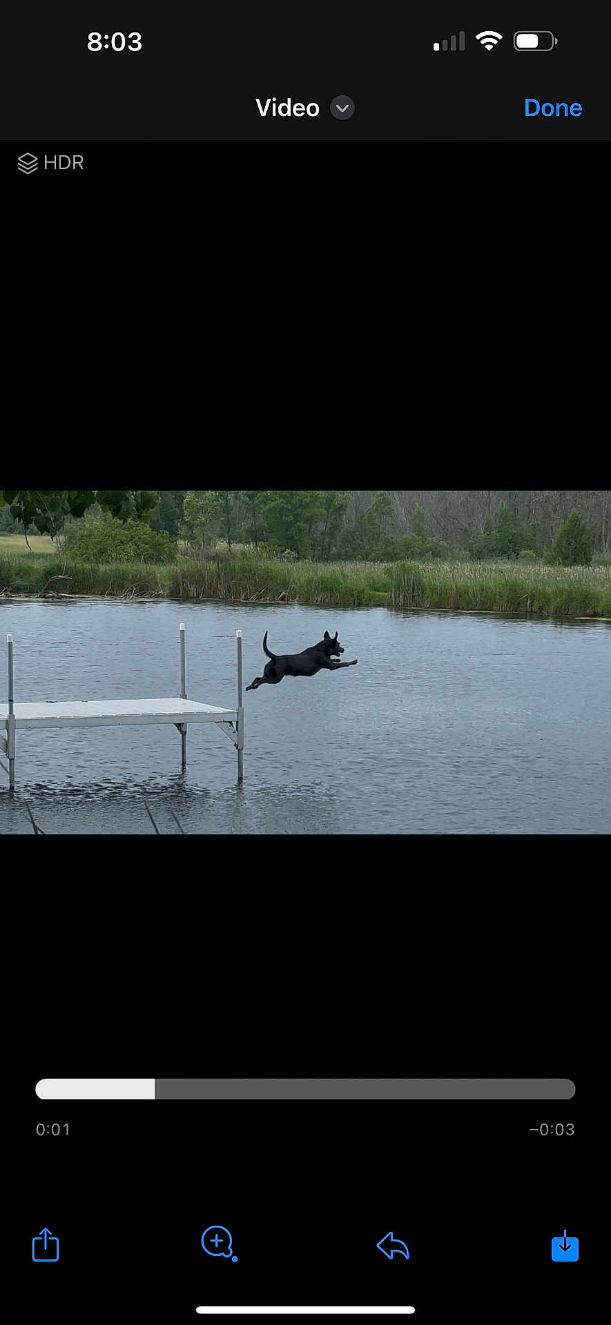 Indi is registered to the contest to win money with this photo: dog, jumping, water, lake, dock, outdoor, animal, black_dog, grass, nature, summer, playful, leap, riverbank, trees, canine, motion, wildlife, park, daytime