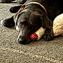 Indi is registered to the contest to win money with this photo: dog, black_dog, pet, lying_down, carpet, plush_toy, red_ball, heart_pattern, collar, indoors, resting, animal, canine, fur, paw, face, snout, relaxed, companion, home