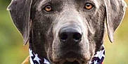 Indi is registered to the contest to win money with this photo: dog, pet, animal, portrait, bandana, stars, stripes, outdoor, nature, fur, muzzle, ears, collar, closeup, brown_eyes, canine, background_blur, summer, flower, grass
