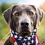 dog, pet, animal, portrait, bandana, stars, stripes, outdoor, nature, fur, muzzle, ears, collar, closeup, brown_eyes, canine, background_blur, summer, flower, grass