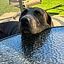 dog, gray_dog, outdoor, patio, glass_table, chair, grass, sunlight, reflection, animal, pets, resting, head, close_up, daylight, nature, calm, relaxed, backyard, furniture