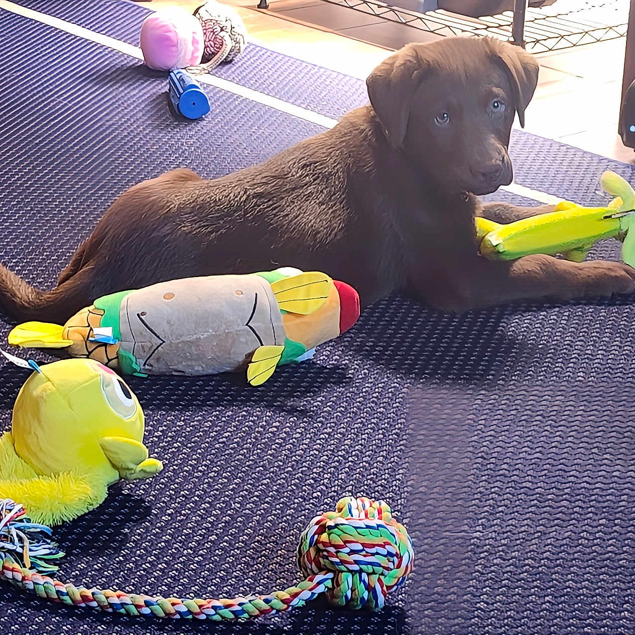 Samson is registered to the contest to win money with this photo: animal, ball, canine, dog, dogbed, goldenretriever, hound, indoors, interiordesign, labradorretriever, pet, play, plush, puppy, racket, sphere, sport, tennis, tennisracket, toy