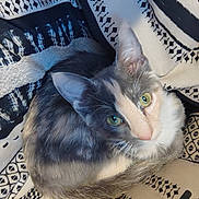 Mittens is registered to the contest to win money with this photo: animal, blanket, cat, closeup, companion, cozy, curled_up, cute, domestic_cat, ears, feline, fur, green_eyes, indoor, looking_up, patterned_blanket, pet, resting, soft_fur, whiskers
