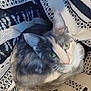 animal, blanket, cat, closeup, companion, cozy, curled_up, cute, domestic_cat, ears, feline, fur, green_eyes, indoor, looking_up, patterned_blanket, pet, resting, soft_fur, whiskers