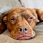 Coco is registered to the contest to win money with this photo: dog, brown_dog, sleepy, close_up, pet, animal, face, nose, blanket, soft_texture, lying_down, relaxed, indoor, cozy, fur, whiskers, paw, portrait, muzzle, domestic_animal