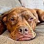 dog, brown_dog, sleepy, close_up, pet, animal, face, nose, blanket, soft_texture, lying_down, relaxed, indoor, cozy, fur, whiskers, paw, portrait, muzzle, domestic_animal