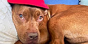 Coco is registered to the contest to win money with this photo: animal, baseball_cap, blue_background, brown_dog, canine, close_up, cute, dog, domestic_animal, ears, eyes, fur, indoor, lying_down, nose, pet, pillow, portrait, red_hat, resting