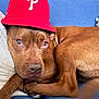 dog, brown_dog, red_hat, baseball_cap, animal, pet, canine, lying_down, blue_background, pillow, indoor, close_up, fur, ears, nose, eyes, resting, cute, portrait, domestic_animal