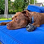 dog, brown_dog, outdoor, blue_cushion, sock, paw, collar, relaxed, resting, furniture, backyard, greenery, tree, fence, daylight, pet, canine, animal, portrait, side_view