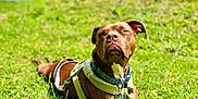 Coco joined the competition — help win amazing prizes! dog, brown_dog, outdoor, grass, pet, animal, canine, collar, harness, tag, lying_down, sunlight, nature, summer, relaxed, closeup, mammal, greenery, portrait, daytime