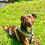 dog, brown_dog, outdoor, grass, pet, animal, canine, collar, harness, tag, lying_down, sunlight, nature, summer, relaxed, closeup, mammal, greenery, portrait, daytime